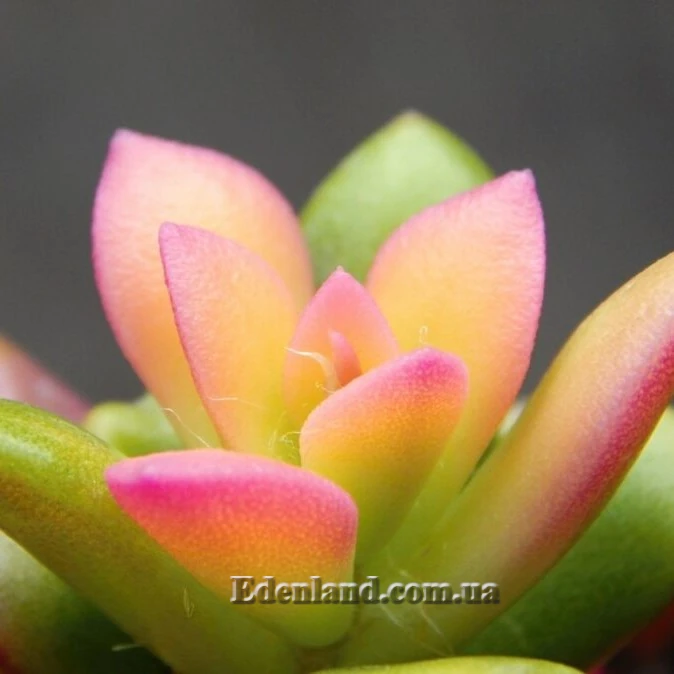 Изображение Анакампсерос краснеющий Санрайз  - Anacampseros rufescens cv 'Sunrise'