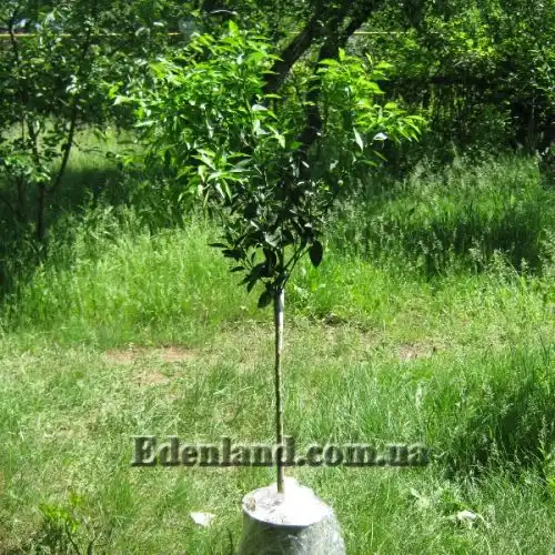 Изображение Апельсины,  мандарины, лимоны и клементины крупномеры.