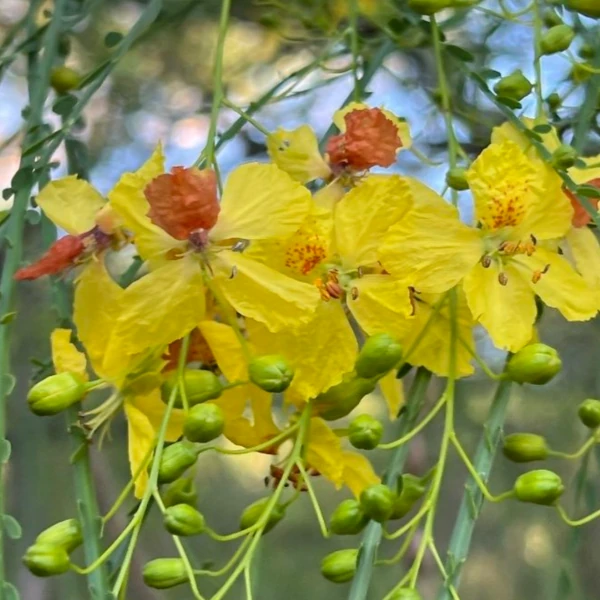 Зображення Паркінсонія шипувата - Parkinsonia aculeata 