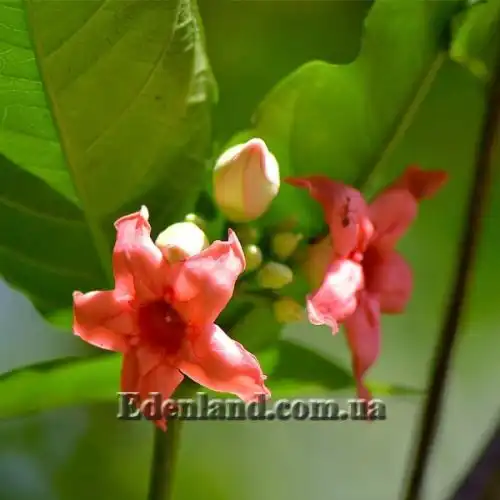 Изображение Райтия сомнительная - Wrightia dubia 