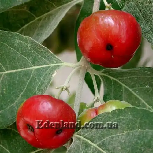 Изображение Мальпигия мексиканская - Malpighia mexicana