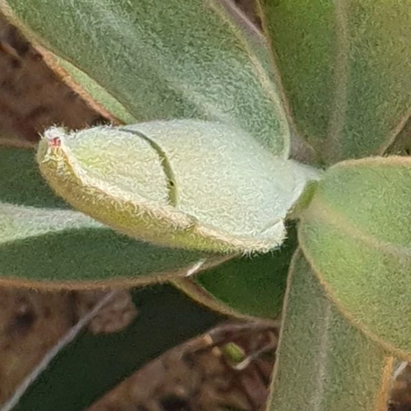 Зображення Протея компактна - Protea compacta 