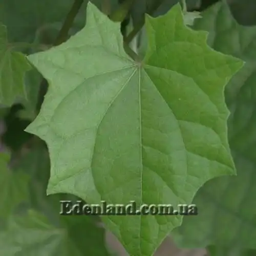 Изображение Тунбергия крупноцветковая - Thunbergia grandiflora