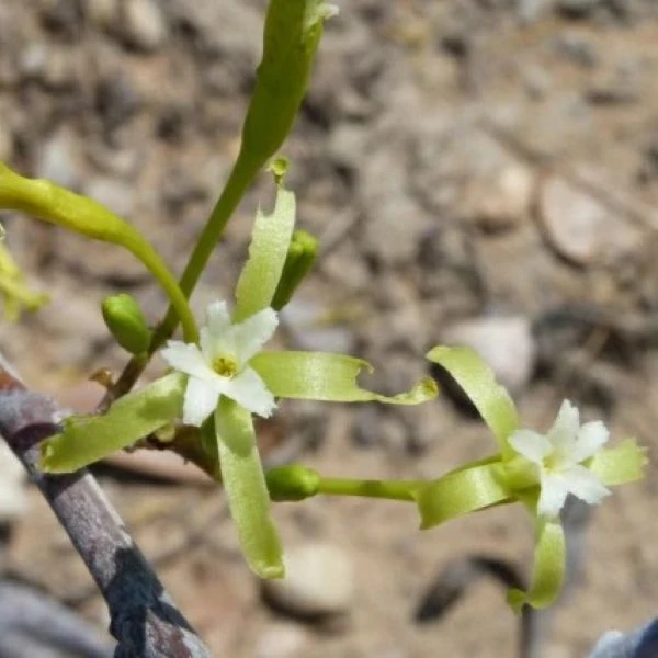 Зображення Аденія ісалоенсіс - Adenia isaloensis 