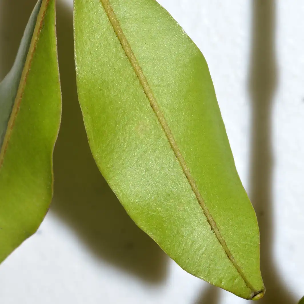 Изображение Талеропия Квинслендская  - Thaleropia queenslandica