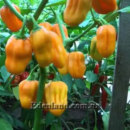 Изображение Перец Хабанеро желтый - Habanero Yellow