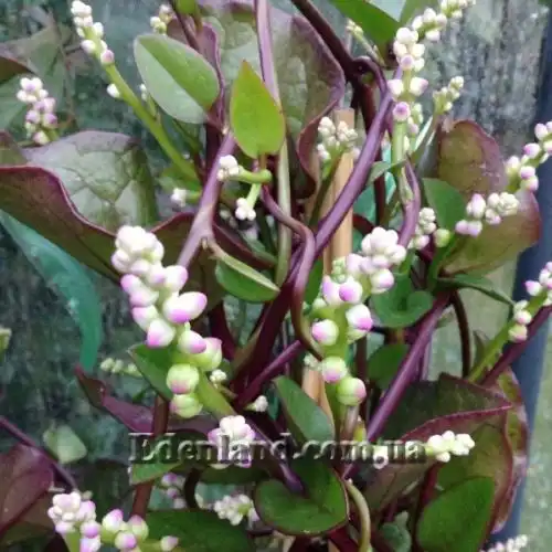 Изображение Базелла белая (красная) - Basella alba (rubra)