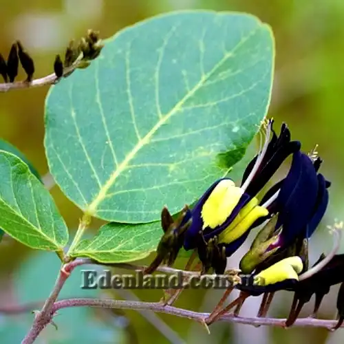 Изображение цветы