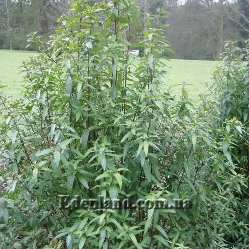 Зображення Простантера косматоквіткова - Prostanthera lasianthos