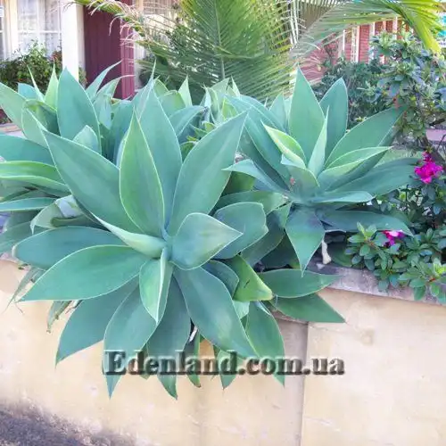 Изображение Агава оттянутая подвид оттянутая - Agave attenuata subsp. attenuate