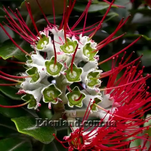 Изображение Метросидерос высокий - Metrosideros excelsa