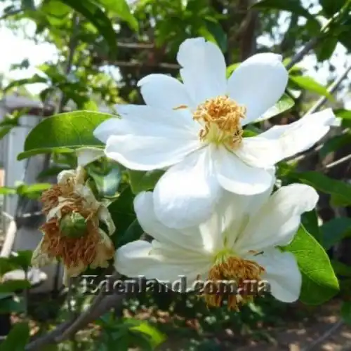 Зображення Ксилотека Крауса - Xylotheca kraussiana 