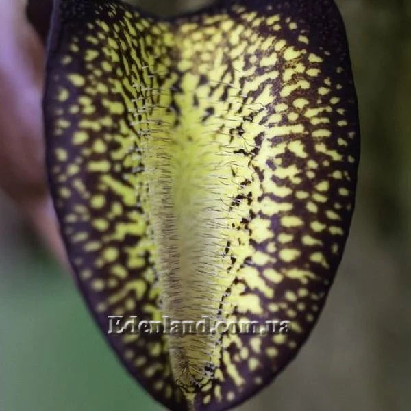 Изображение Аристолохия беложильчатая  - Aristolochia leuconeura