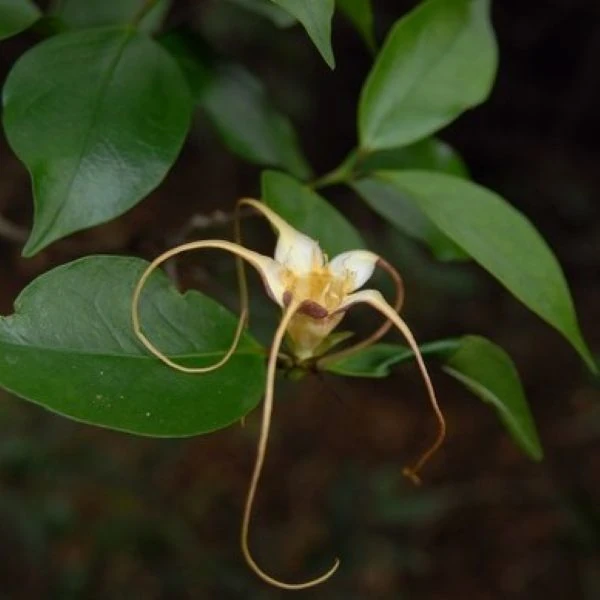 Изображение Строфант желтоватый  - Strophanthus luteolus 