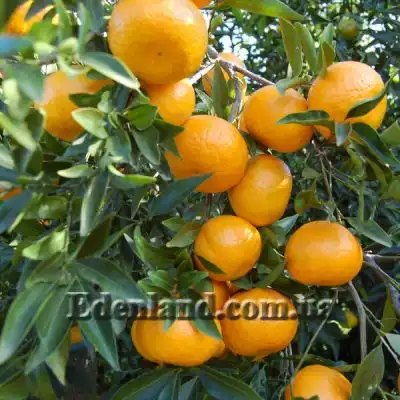 Изображение плоды