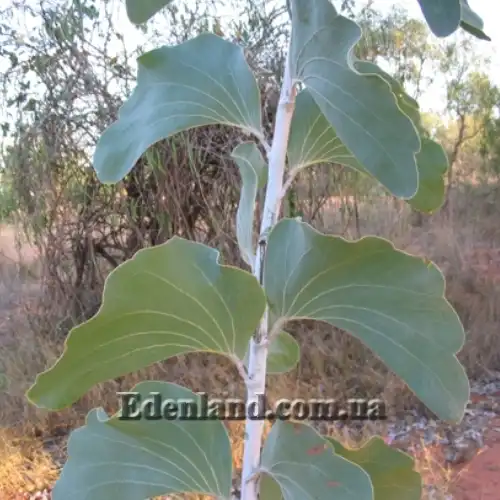 Зображення Акація Дунна - Acacia dunnii