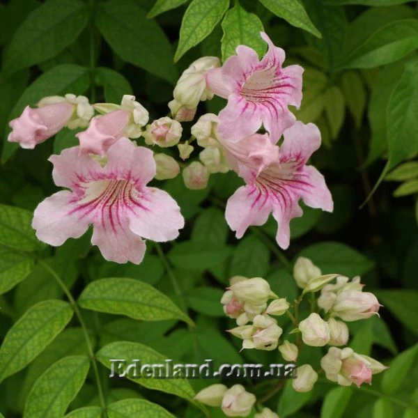 Изображение Подранея Рикасоля - Podranea ricasoliana