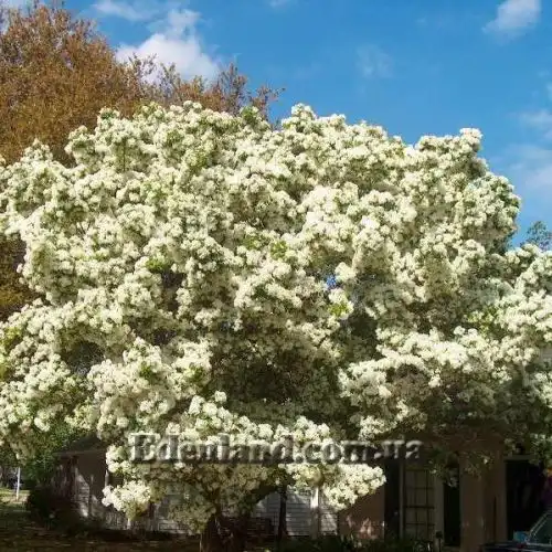 Изображение Хионантус притупленный  - Chionanthus retusus 