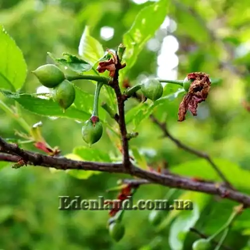 Изображение плоды