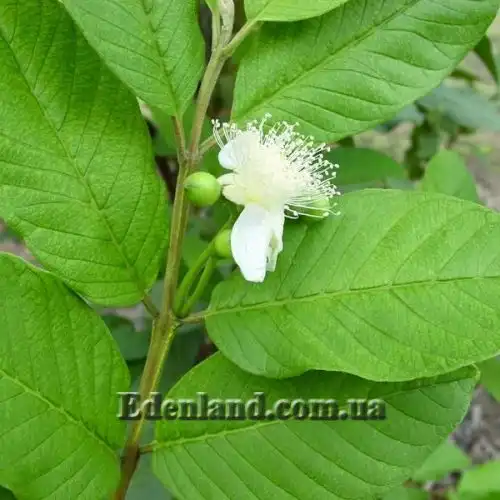 Зображення Псидіум Гуайава - Psidium guajava 