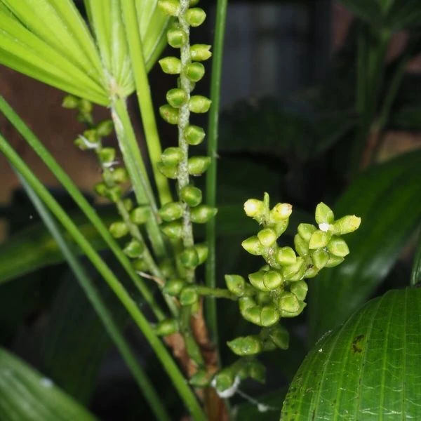 Зображення Рапис тонкий  - Rhapis subtilis 