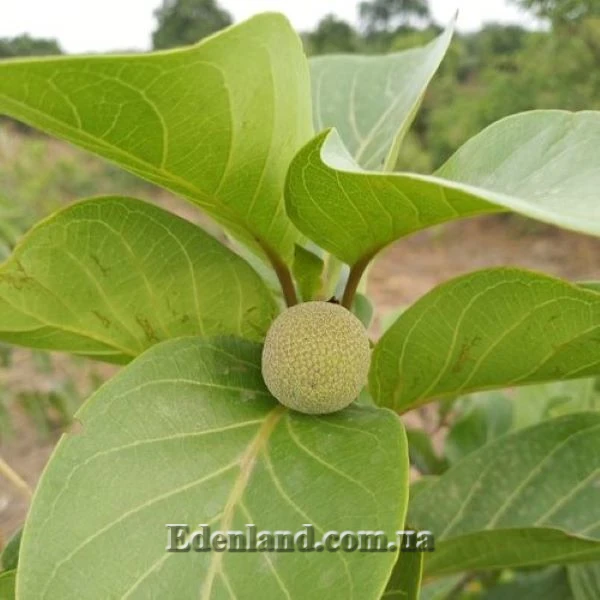 Изображение Науклея широколистная  - Nauclea latifolia