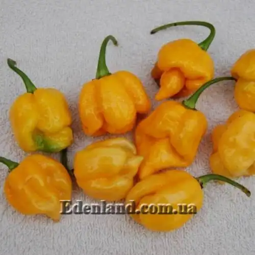 Изображение Перец Тринидад Моруга Скорпион Желтый - Capsicum Trinidad Moruga Scorpion Yellow