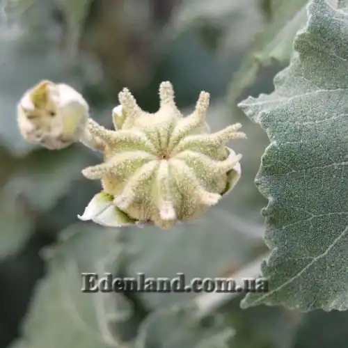 Зображення насіннєва коробочка