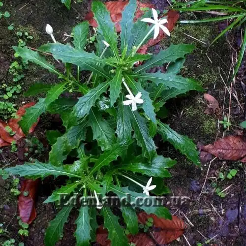 Зображення Гіпоброма довгоквіткова - Hippobroma longiflora