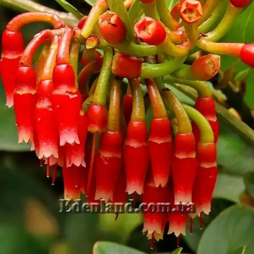 Изображение цветы