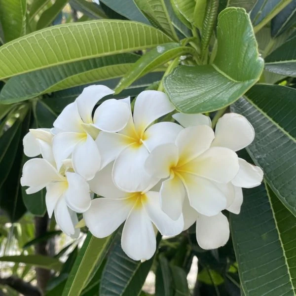 Изображение Плюмерия тупая  - Plumeria obtusa