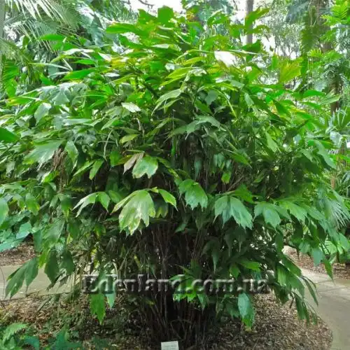 Изображение Аренга хвостатая  - Arenga caudata