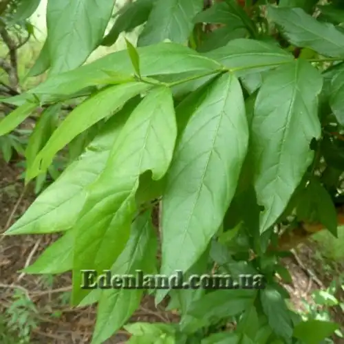Изображение Комбретум краснолистный - Combretum erythrophyllum 
