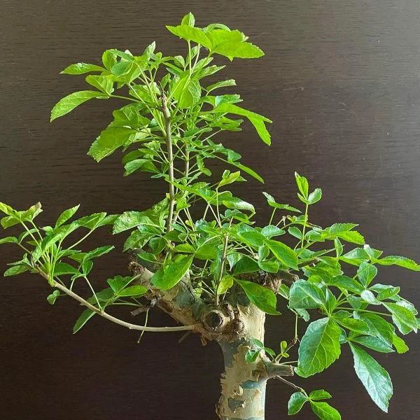 Зображення Комміфора Емінії  - Commiphora eminii    