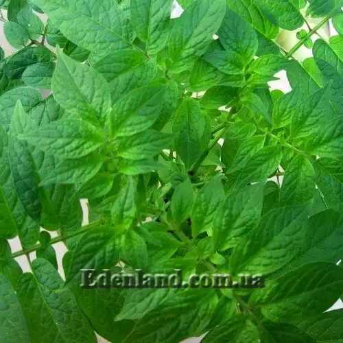 Изображение Паслен карипенс,  Тзимбало - Solanum caripense 