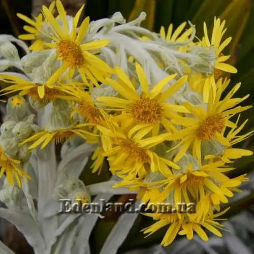 Изображение Сенецио снежно-золотистый - Senecio niveoaureus