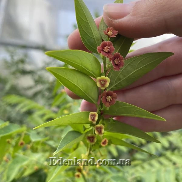 Изображение мужские и женские цветы