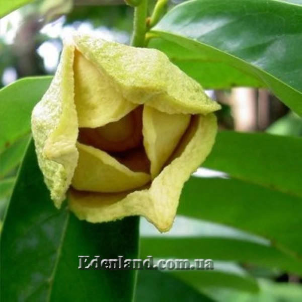 Зображення квітка