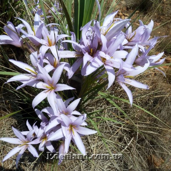 Зображення Ксерофіта сітчастожильчаста - Xerophyta retinervis