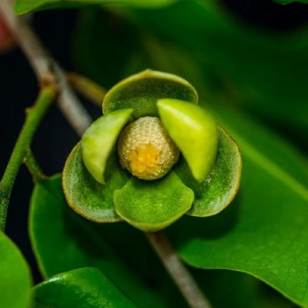 Изображение Увария кафрская  - Uvaria caffra 