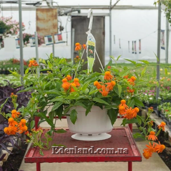 Изображение цветение в подвесном кашпо