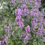 Изображение Гипоэстес остистый  - Hypoestes aristata