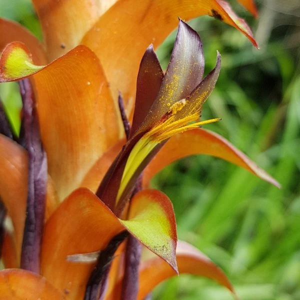 Зображення Піткернія чорна - Pitcairnia nigra 