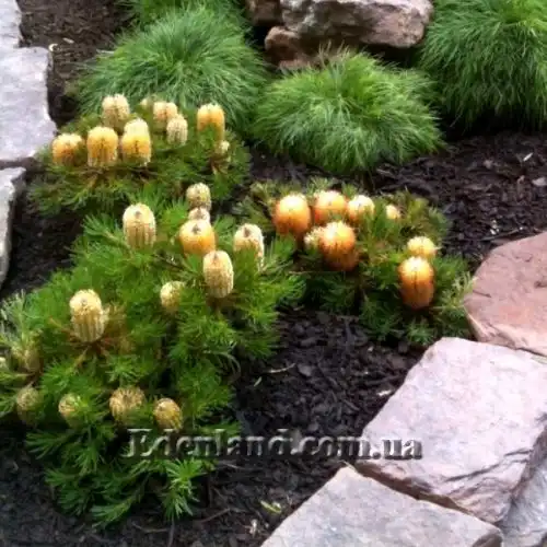 Изображение Банксия колючая - Banksia spinulosa