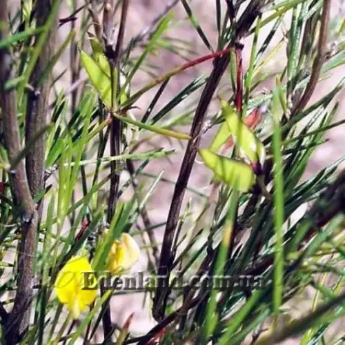 Изображение Аспалатус линейный - Aspalathus linearis