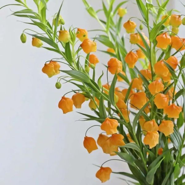 Сандерсония оранжевая  - Sandersonia aurantiaca