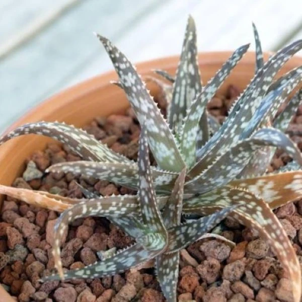 Изображение Алоэ Рауха  - Aloe rauhii