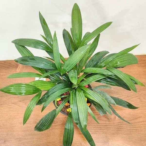 Зображення Рапис тонкий  - Rhapis subtilis 