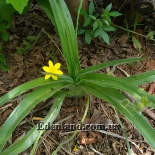 Изображение Гипоксис гемерокаллисовидный - Hypoxis hemerocallidea