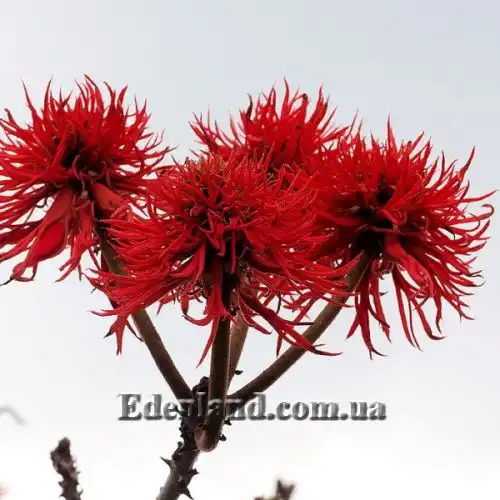 Эритрина абиссинская  - Erythrina abyssinica